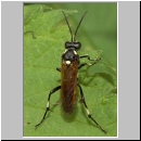 Macrophya duodecimpunctata - Blattwespe 03.jpg